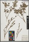 Foto von Salix purpurea L. x Salix repens L.